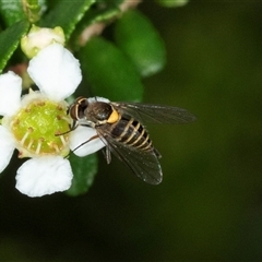 Australiphthiria hilaris at Acton, ACT - 11 Dec 2024