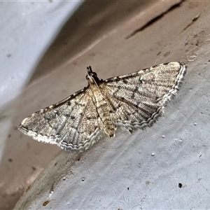 Metasia capnochroa (Smokey Metasia Moth) at Ainslie, ACT by Pirom