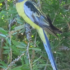 Platycercus elegans flaveolus (Yellow Rosella) at Wagga Wagga, NSW - 25 Dec 2024 by RobParnell