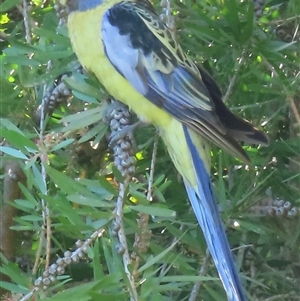 Platycercus elegans flaveolus (Yellow Rosella) at Wagga Wagga, NSW by RobParnell