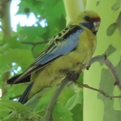 Platycercus elegans flaveolus at Wagga Wagga, NSW - 25 Dec 2024