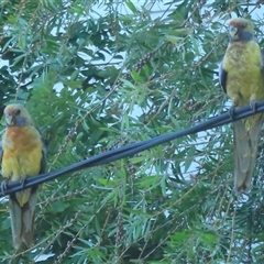 Platycercus elegans flaveolus at Wagga Wagga, NSW - 25 Dec 2024