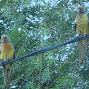 Platycercus elegans flaveolus at Wagga Wagga, NSW - 25 Dec 2024