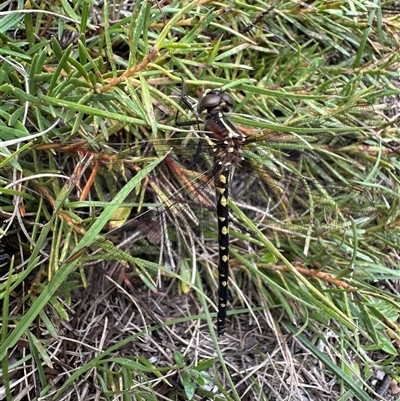 Synthemis eustalacta (Swamp Tigertail) at Rendezvous Creek, ACT - 9 Dec 2024 by Pirom