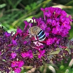 Amegilla (Zonamegilla) asserta (Blue Banded Bee) at Braidwood, NSW - 26 Dec 2024 by MatthewFrawley