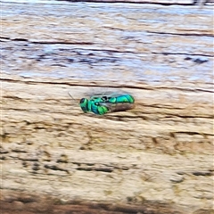 Chrysididae (family) at Braidwood, NSW - 26 Dec 2024 by MatthewFrawley