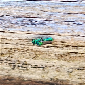 Chrysididae (family) (Cuckoo wasp or Emerald wasp) at Braidwood, NSW by MatthewFrawley