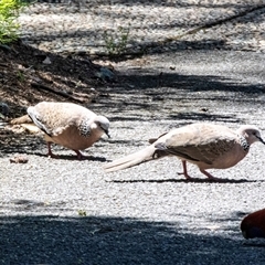 Spilopelia chinensis (Spotted Dove) at Acton, ACT - 11 Dec 2024 by AlisonMilton