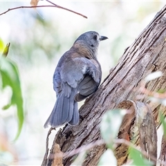 Colluricincla harmonica (Grey Shrikethrush) at Acton, ACT - 11 Dec 2024 by AlisonMilton