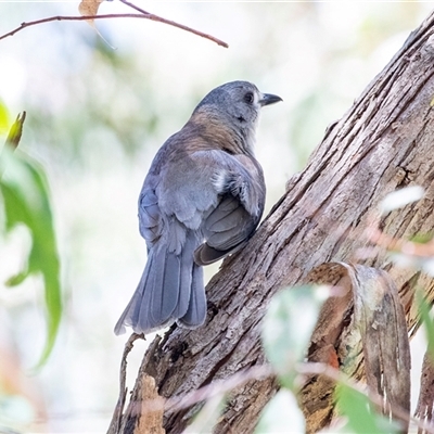 Colluricincla harmonica (Grey Shrikethrush) at Acton, ACT - 11 Dec 2024 by AlisonMilton