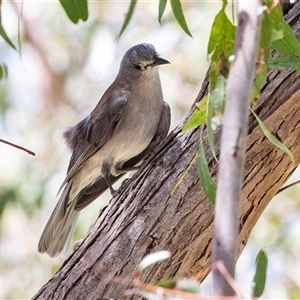 Colluricincla harmonica at Acton, ACT - 11 Dec 2024