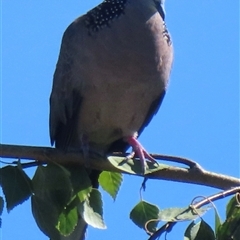 Spilopelia chinensis (Spotted Dove) at Wagga Wagga, NSW - 25 Dec 2024 by RobParnell