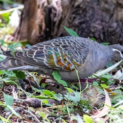 Phaps chalcoptera (Common Bronzewing) at Acton, ACT - 11 Dec 2024 by AlisonMilton