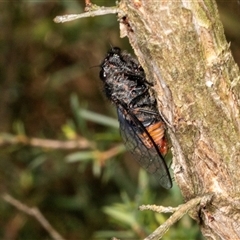 Pauropsalta mneme (Alarm Clock Squawker) at Acton, ACT - 11 Dec 2024 by AlisonMilton