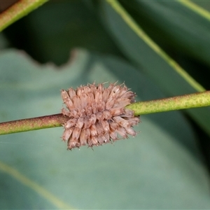 Paropsis atomaria (Eucalyptus leaf beetle) at Higgins, ACT by AlisonMilton