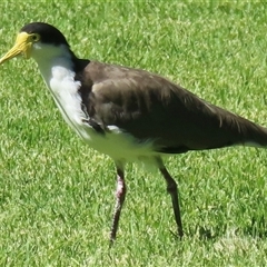 Vanellus miles (Masked Lapwing) at Wagga Wagga, NSW - 25 Dec 2024 by RobParnell