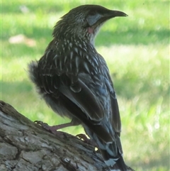 Anthochaera carunculata (Red Wattlebird) at Wagga Wagga, NSW - 25 Dec 2024 by RobParnell