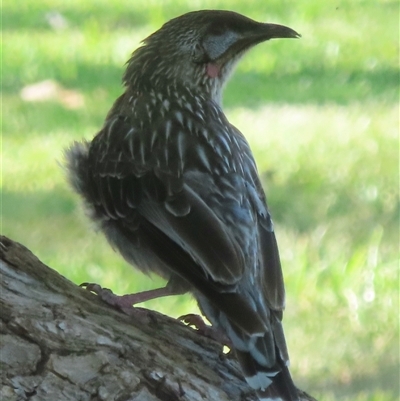 Anthochaera carunculata (Red Wattlebird) at Wagga Wagga, NSW - 25 Dec 2024 by RobParnell