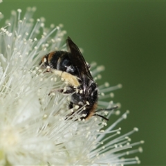 Lipotriches (Austronomia) australica at Unanderra, NSW - 26 Dec 2024 by PaperbarkNativeBees