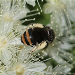 Lipotriches (Austronomia) australica at Unanderra, NSW - suppressed