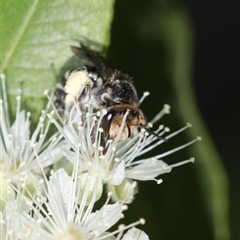 Lipotriches (Austronomia) australica at Unanderra, NSW - suppressed