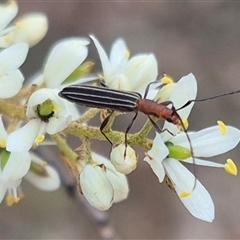 Syllitus microps (Longicorn or Longhorn beetle) at Bungendore, NSW - 25 Dec 2024 by clarehoneydove