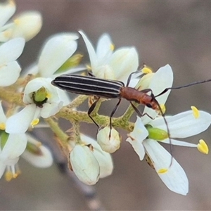 Syllitus rectus at Bungendore, NSW - suppressed