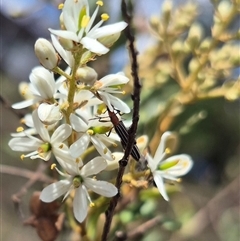 Syllitus rectus at Bungendore, NSW - suppressed