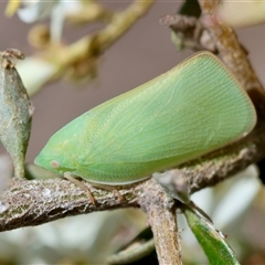 Siphanta acuta (Green planthopper, Torpedo bug) at Hughes, ACT - 19 Dec 2024 by LisaH