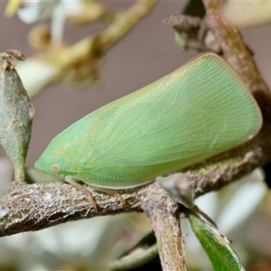 Siphanta acuta (Green planthopper, Torpedo bug) at Hughes, ACT by LisaH