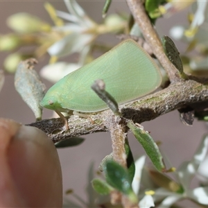 Siphanta acuta at Hughes, ACT - 19 Dec 2024 12:40 PM