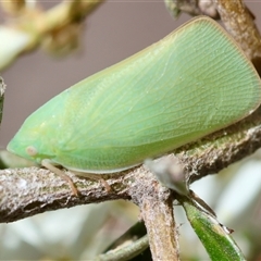 Siphanta acuta at Hughes, ACT - 19 Dec 2024 12:40 PM