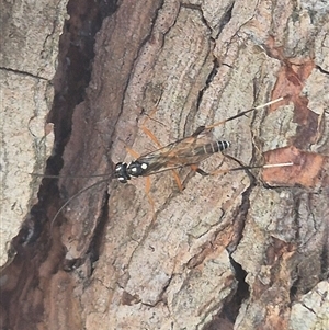 Stenarella victoriae at Bungendore, NSW - suppressed