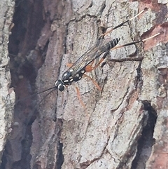 Stenarella victoriae at Bungendore, NSW - suppressed