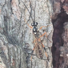 Stenarella victoriae at Bungendore, NSW - suppressed