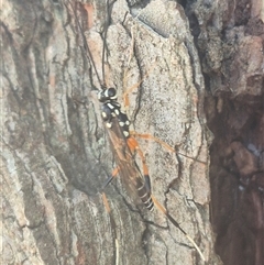 Stenarella victoriae at Bungendore, NSW - suppressed