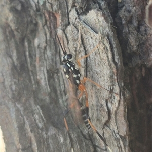 Stenarella victoriae at Bungendore, NSW - suppressed