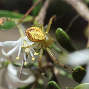 Thomisidae (family) at Hughes, ACT - 19 Dec 2024 12:43 PM