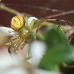 Thomisidae (family) at Hughes, ACT - 19 Dec 2024