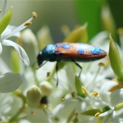 Castiarina hilaris (A jewel beetle) at Hughes, ACT - 19 Dec 2024 by LisaH