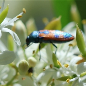 Castiarina hilaris (A jewel beetle) at Hughes, ACT by LisaH