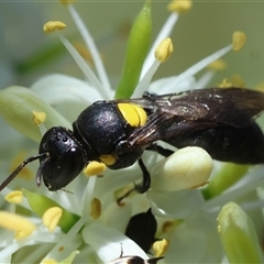 Amphylaeus (Agogenohylaeus) obscuriceps at Hughes, ACT - 19 Dec 2024 by LisaH