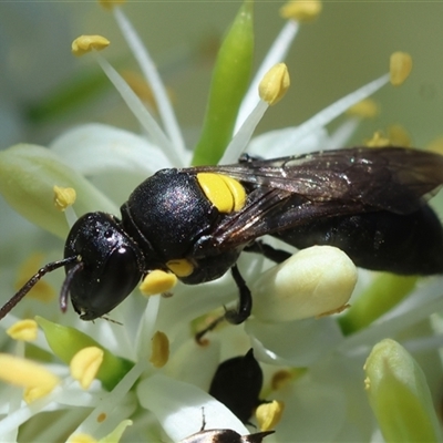 Exoneura sp. (genus) at Hughes, ACT - 19 Dec 2024 by LisaH