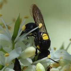 Amphylaeus (Agogenohylaeus) obscuriceps at Hughes, ACT - 19 Dec 2024