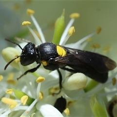 Amphylaeus (Agogenohylaeus) obscuriceps at Hughes, ACT - 19 Dec 2024 12:47 PM