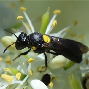 Amphylaeus (Agogenohylaeus) obscuriceps at Hughes, ACT - 19 Dec 2024