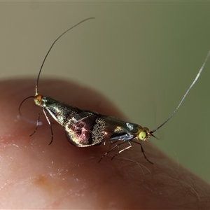 Nemophora sparsella at Deakin, ACT by LisaH