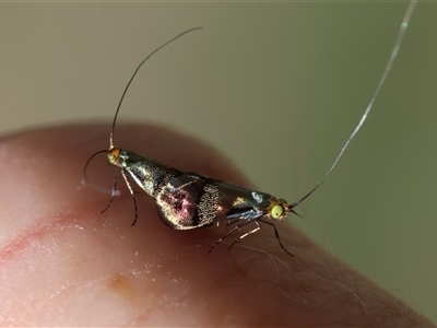 Nemophora (genus) (A Fairy Moth) at Deakin, ACT - 19 Dec 2024 by LisaH