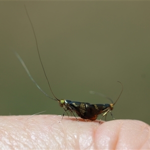 Nemophora (genus) at Deakin, ACT - 19 Dec 2024 12:54 PM