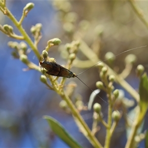 Nemophora (genus) at Deakin, ACT - 19 Dec 2024 12:54 PM